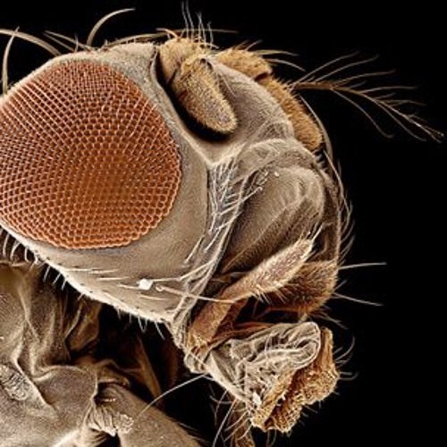 KMD13 - Grouch Fly - Original Mix