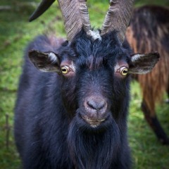 Porbulation Enzilaco Remix 4 By Gen Graded Slow C# Version