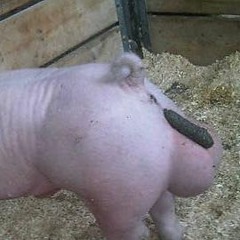 Becky Gallagher-Smith