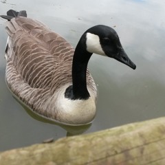 Goose low