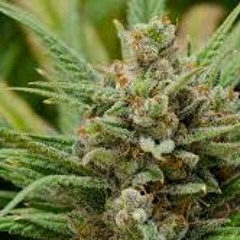 Lemon Haze (joonielipton and Nick Delay)  MIDI Life