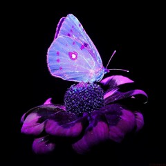 Katiko & Pavel ignatyev