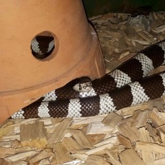 mhyla has a snek therefore you should go follow him