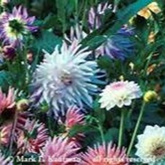 Dr Mad - Ruff Daisys