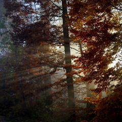 Stimmen Im Herbstwind