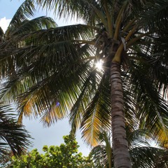 Belizian Breeze Mix 1