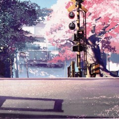 Cherry Blossoms