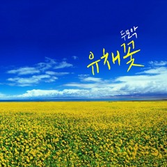 두모악 - 유채꽃