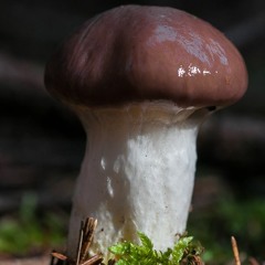 703 Gomphidius glutinosus