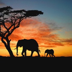 Dancing with Elephants
