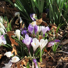 Spring 1.0