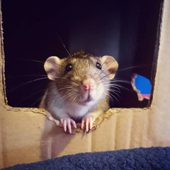 Ocean Bound (Acoustic)