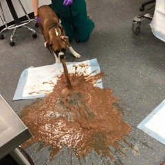 Cat Disgusted Episode 24, Vomit