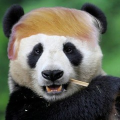 Panda -(Donald Trump Remix)