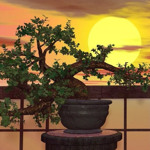 Bonsai