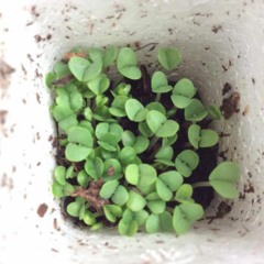 Happy 420 - Play Louder