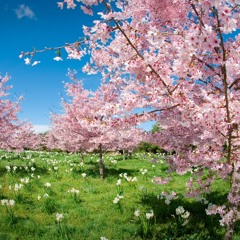 Spring Variations