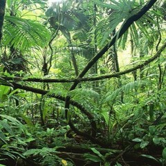 Dovax - Deep Jungle