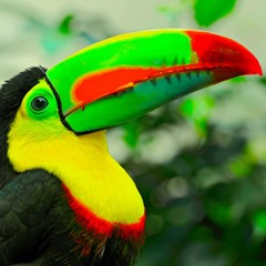 El Tucan