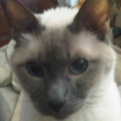 Teach Me Tonight (Frank Sinatra - With Lyrics)