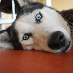 Anatom - E - Vendetta