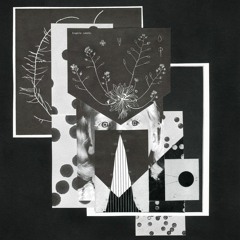 Volcan - Hydnellum Peckii