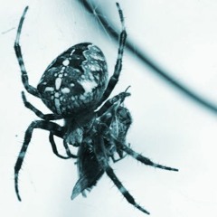 Hurry Up Little Spider!