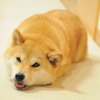 Woof Mp3