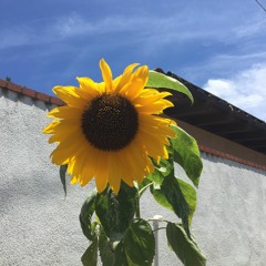 *FeelMyLinez* FML (Produced by: Julo)