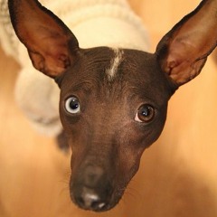 Daria Zawiałow - Kundel bury (Kumachu rework)