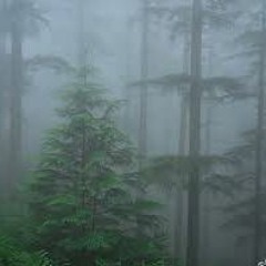 Wavves | Lofi Trap Instrumental | free download