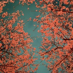 Sakura Night
