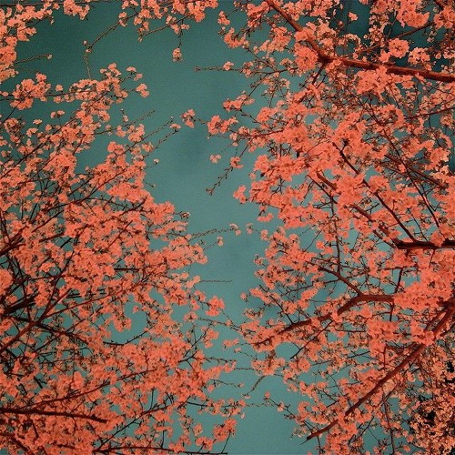 Sakura Night