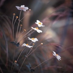 Tát Nhật Lãng Rực Rỡ