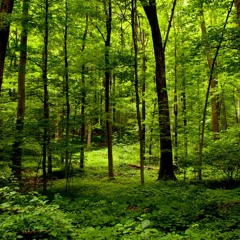 Forest Groove ( Original Mix )
