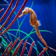 Seahorses