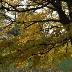 Fade | for solo guitar (2017)