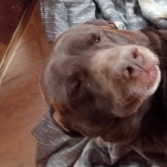 Cradle Song (Andrew York)