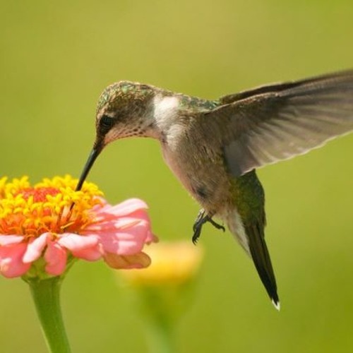 Veterans Day-Round Rock-Harvey Resident 5