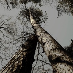 A small piece of old Forest - 15/4/2017 - Makholma Finland