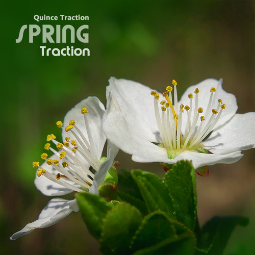 Spring Traction