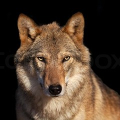 Schon Immer (prod. OTHERWISE RECORDS)