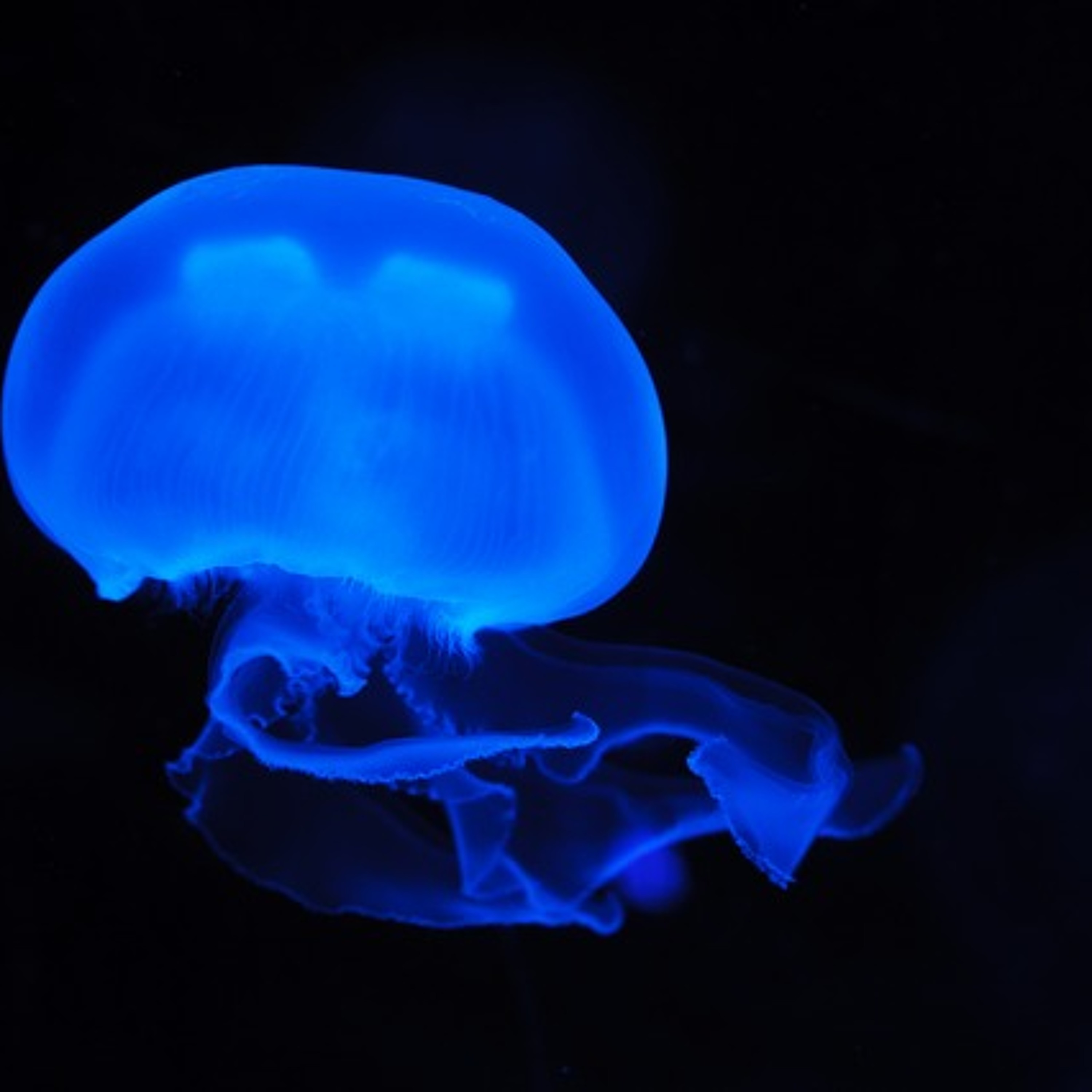 深海をイメージしたギター image of the deep sea episode artwork