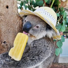 Misie Koala