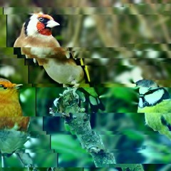 Distorted Birds in A Major