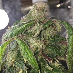 focus (Young Pablo ft. JMendez, Centeno) Prod. CashMoneyAP