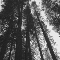 Variations on the Apprentice of Sheffield