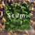 Artwork for Scum
