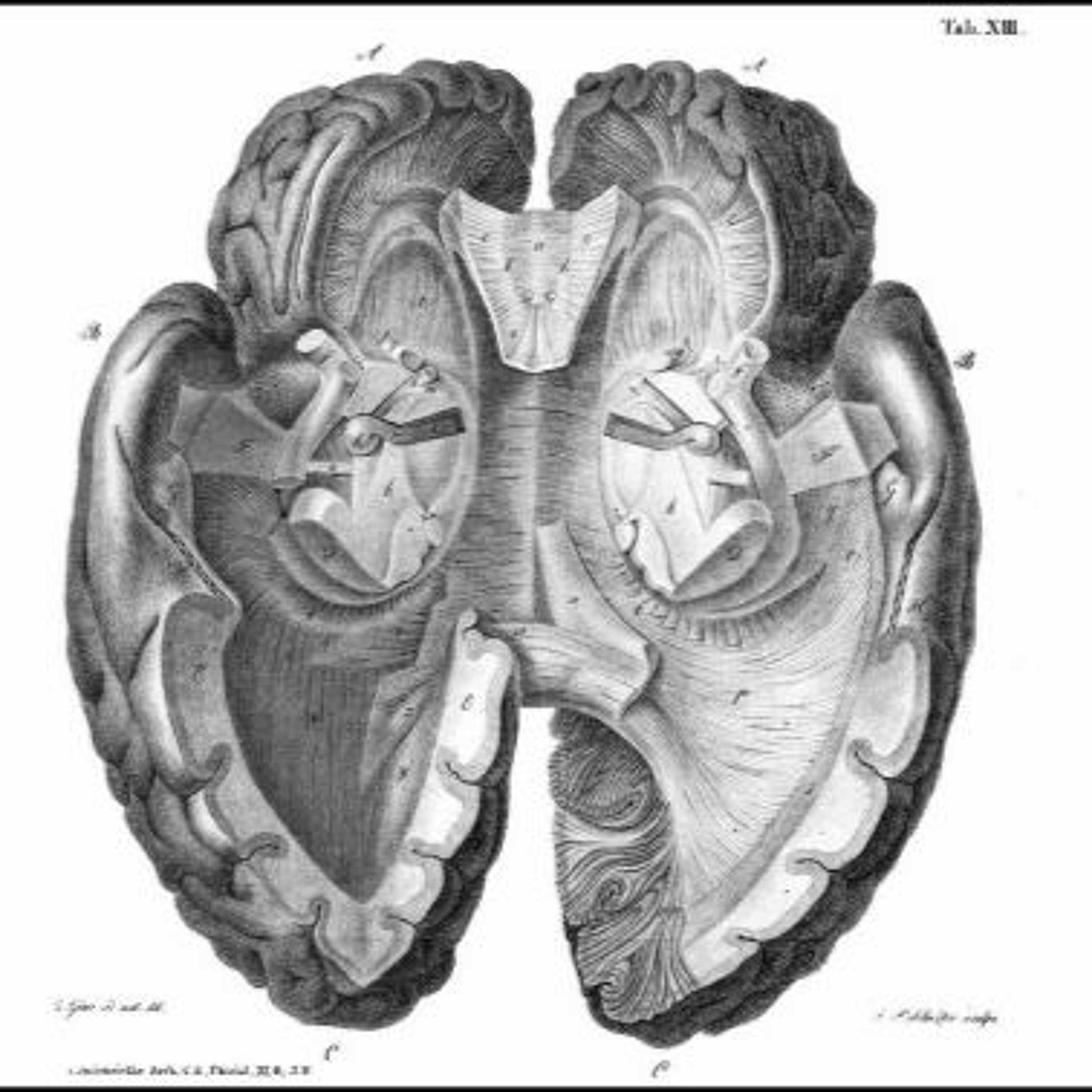 Grid Cells and The Brains Map of Space episode artwork