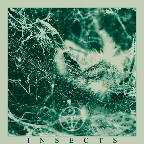 Ekwols - Insects